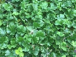  Heuchera cylindrica 'GreenFinch'