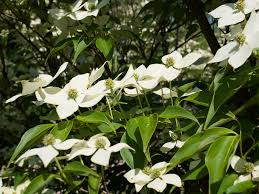 The beautiful flower'brats' of Cornus Kousa varitites