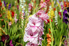 A mix of colourful Gladiolus