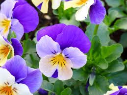  Viola grandissimo 'Icy Blue'