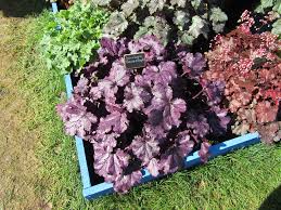 combining different purple leaf shades can creat a dramatic planting.